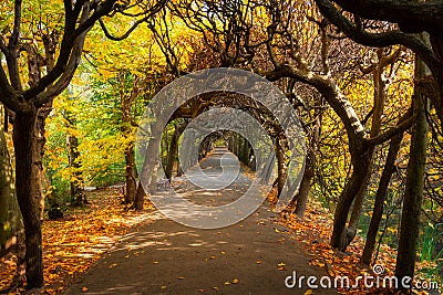 Autumn alley with yellow leaves in the public park in Gdansk Oliwa, Poland Stock Photo