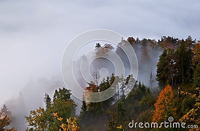 Autumn alpine forest in fog Stock Photo