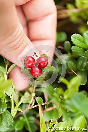 Autumn antioxidant lingonberry branch. Beautiful cowberry bush Stock Photo