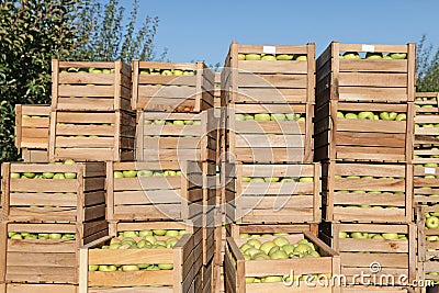 Autumn apple harvest Stock Photo