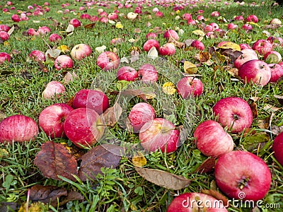 Autumn apples Stock Photo