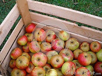 Autumn Apples Stock Photo