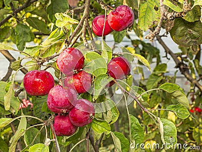 Autumn apples Stock Photo