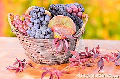 Autumn apples and grape Stock Photo