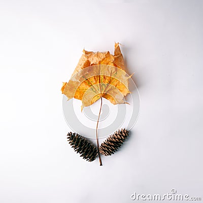Autumn Arrives. Fall Background, Design concept. Flat lay. Minimal background. Yelllow Maple leaf and cones on white. Vintage Stock Photo