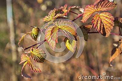 When autumn arrives the lives turn yellow Stock Photo