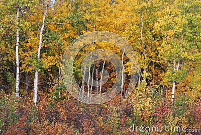Autumn aspen forest and bush Stock Photo