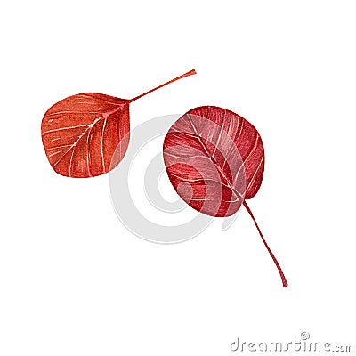 Autumn aspen leaf. Watercolor hand illustration of an isolate on a white background. Cartoon Illustration
