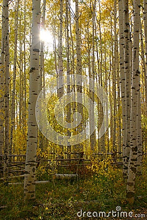 Autumn Aspens Lens Flare Stock Photo