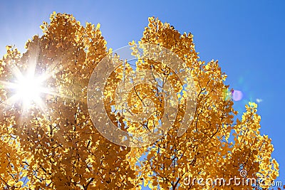 Autumn Aspens With Sun Star Stock Photo