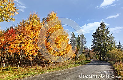 Autumn asphalt country road, yellow coloured trees on sides Stock Photo