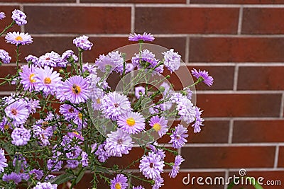 Autumn Aster Flowers of Symphyotrichum Novae Angliae, New York Aster September Flowers Stock Photo
