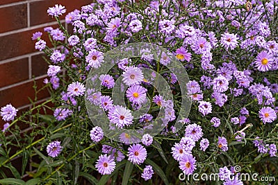 Autumn Aster Flowers of Symphyotrichum Novae Angliae, New York Aster September Flowers Stock Photo