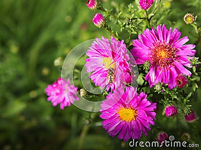 Autumn background with alpine aster Stock Photo