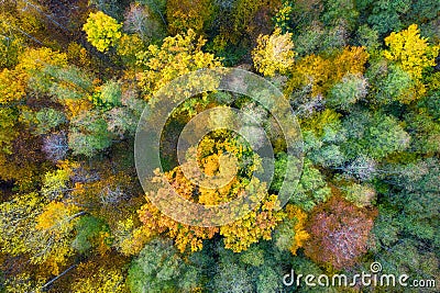 Autumn background. Beautiful yellow, green and red trees in autumnal forest from above. Fall scene. Autumn nature landscape Stock Photo