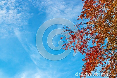 Autumn background with coloful leaves and blue sky Stock Photo