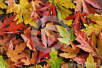 Autumn background with colorful maple leaves with rain drops Stock Photo