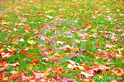 Autumn background - fallen leaves on grass Stock Photo