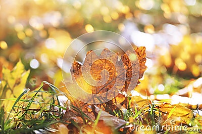 Autumn background with fallen maple leaves and grass on the sunset with bokeh lights, banner Stock Photo