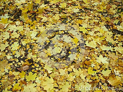 Autumn background - fallen yellow maple leaves Stock Photo