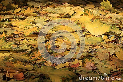 Autumn background - fallen yellow maple leaves Stock Photo