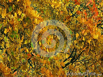 Autumn background with greens Stock Photo