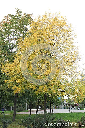 Autumn background landscape. Yellow tree, orange red foliage in autumn forest. Editorial Stock Photo