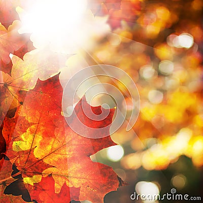 Autumn Background with Maple Leaves. Abstract Fall Border Stock Photo