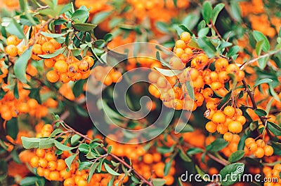 Autumn background with orange ripe sea buckthorn,Hippophae rhamnoides,seasonal garden plants for health. Sea buckthorn organic Stock Photo