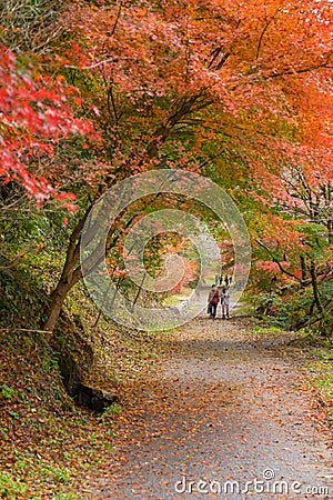 Autumn background Red leave with sakura in Obara Nagoya Japan Editorial Stock Photo