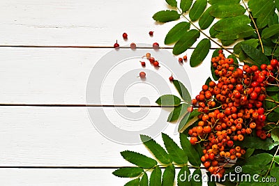 Autumn background with rowan on a white wooden background. Copy space. Flat lay. Stock Photo