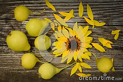 Autumn background with sunflower and pears. Harvest holidey concept Stock Photo