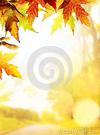 Autumn backgrounds Stock Photo