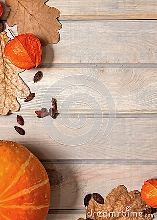 Autumn banner. Pumpkin, dried oak leaves and physalis on a light Stock Photo