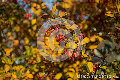 Autumn barberry Bush, Berberis Berberidaceae Stock Photo