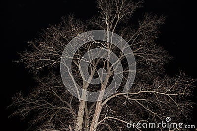 Autumn bare trees branches without leaves, nature abstract background texture, pattern. Dry tree in night mysterious magic forest Stock Photo