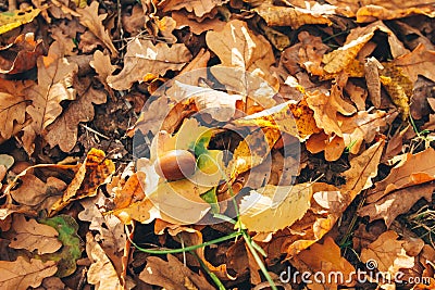 Autumn. Beautiful fall yellow and brown leaves with acorns in grass on ground in sunny warm forest. Autumnal background. Oak tree Stock Photo