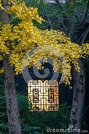 Golden yellow ginkgo tree leaves outside two lightened traditional Chinese windows Stock Photo