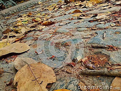 The Autumn is beautiful Stock Photo