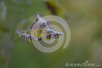 The autumn beauty of frost on leaves Stock Photo
