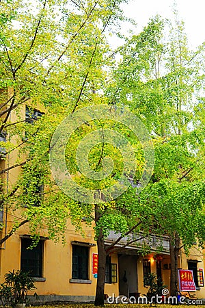 The Autumn beauty of Ginkgo Biloba in Nanxing City Stock Photo