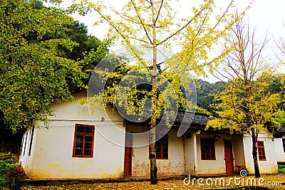 The Autumn beauty of Ginkgo Biloba in Nanxing City Stock Photo