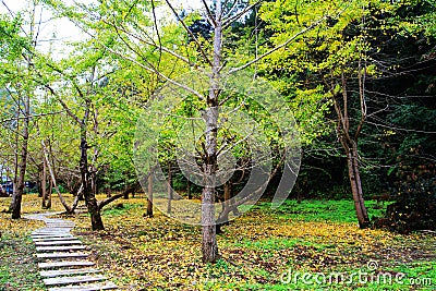 The Autumn beauty of Ginkgo Biloba in Nanxing City Stock Photo