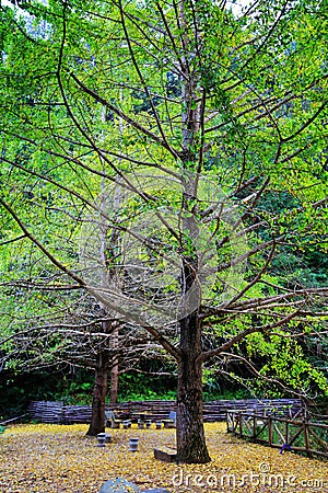 The Autumn beauty of Ginkgo Biloba in Nanxing City Stock Photo