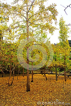 The Autumn beauty of Ginkgo Biloba in Nanxing City Stock Photo