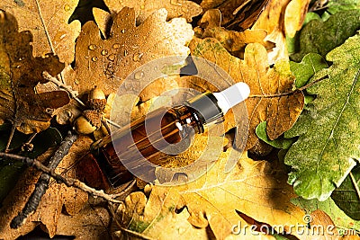 Autumn Beauty product creative composition. Stock Photo