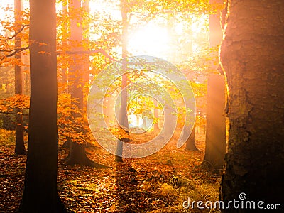 Autumn in beech forest. Beautiful warm scenery with first morning sun rays in misty autumnal forest Stock Photo