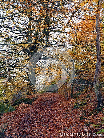 Autumn beech forest with fallen leaves and golden colours Stock Photo