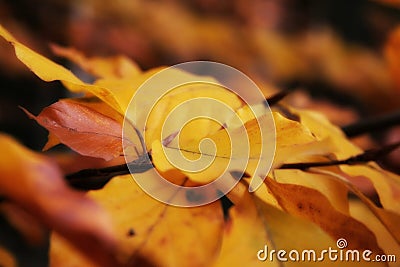 Autumn beech leaves Stock Photo