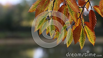 Tree With Red Leaves And Green Foliage Distant View Of Trail Stock Footage Video Of America Green